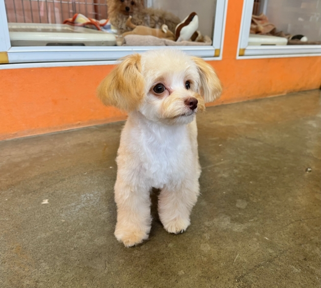 ミックス（チワプー）