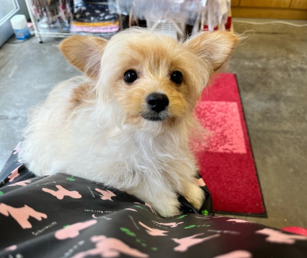 ミックス（チワプー）