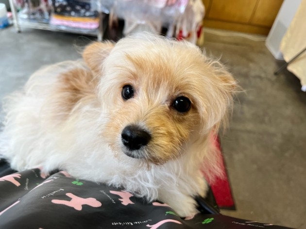 ミックス（チワプー）