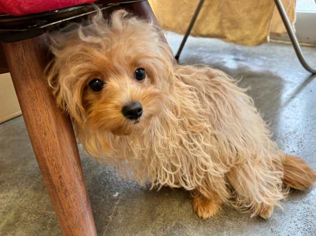 ミックス（チワプー）