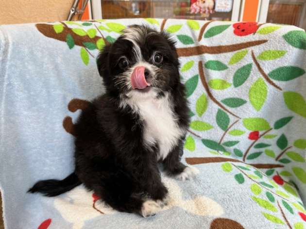 ミックス（チワマル）