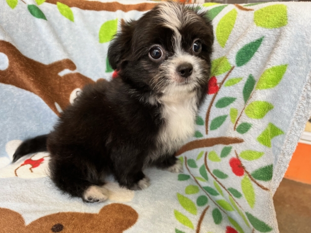 ミックス（チワマル）