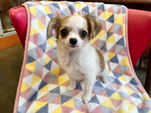 ロングコート　チワワ