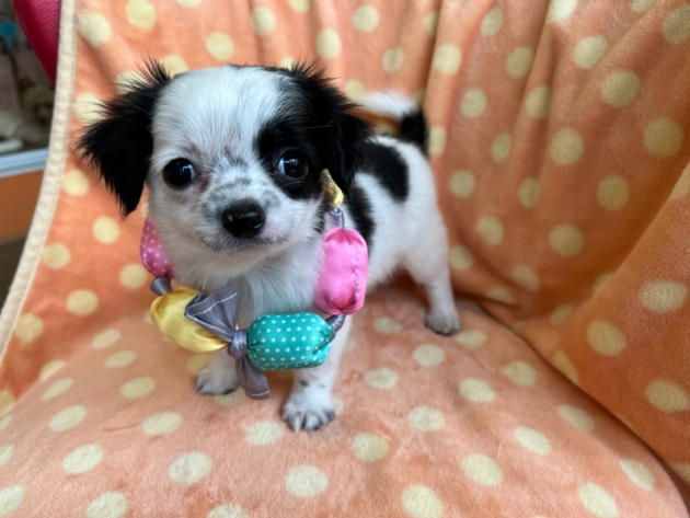 ミックス（チワマル）