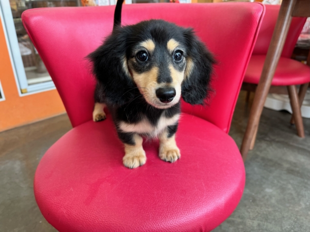 ミニチュア・ダックスフンド