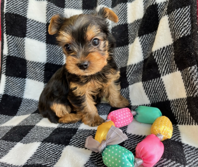 ヨークシャーテリア