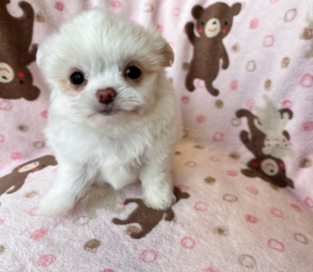 ミックス（ペキチワ）