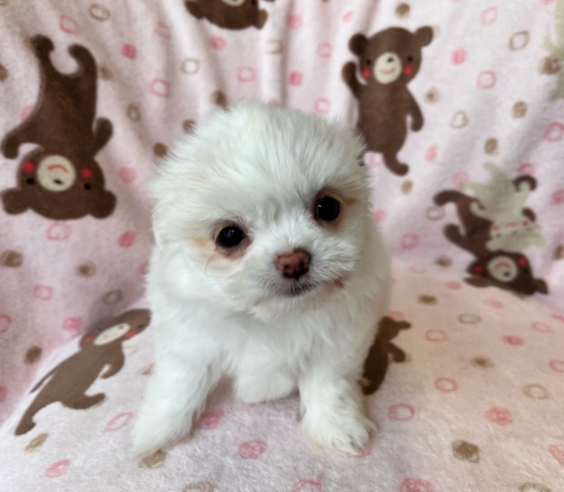 ミックス（ペキチワ）