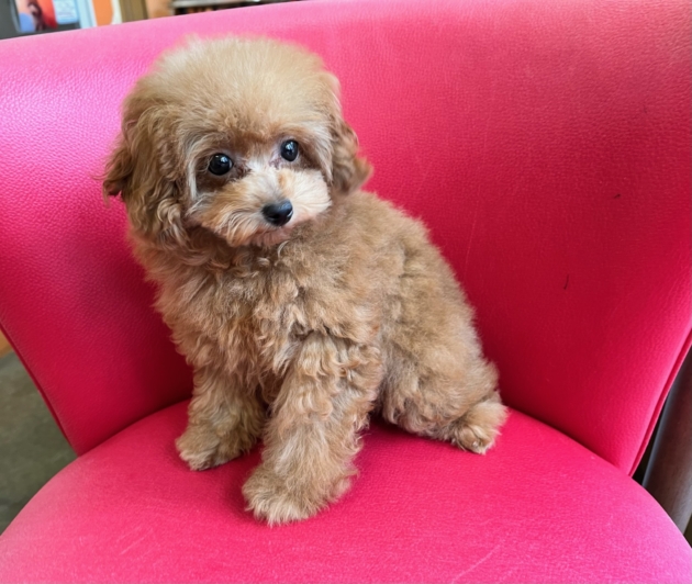 トイ・プードル（ティー〜小タイニー）