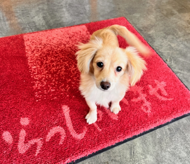 ミックス（ポメックス）