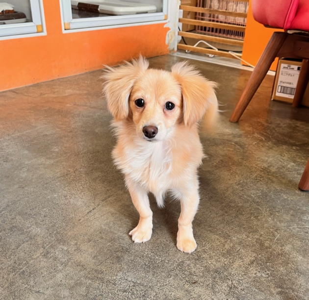 ミックス（ポメックス）