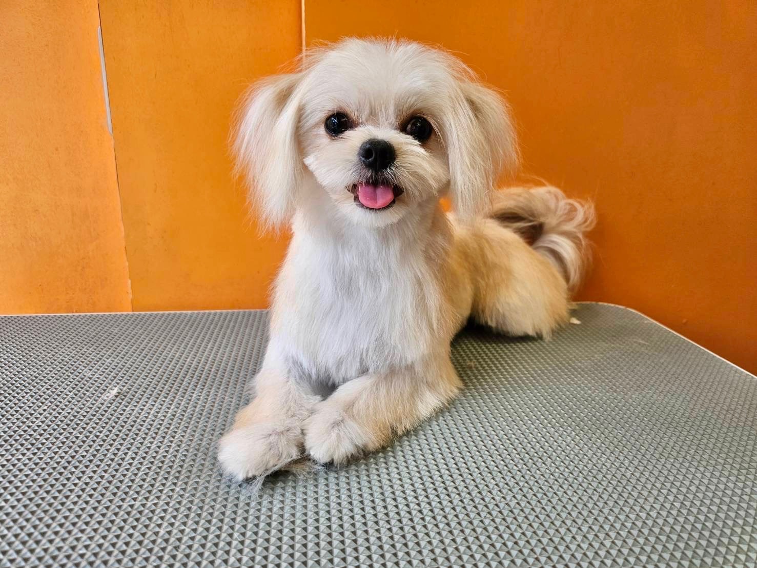 ミックス（チワマル） | 浅草のペットショップ ワンダフルわん