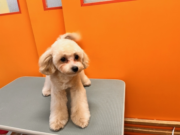 ミックス（マルプー）