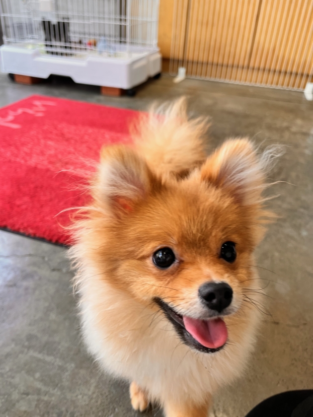 ポメラニアン