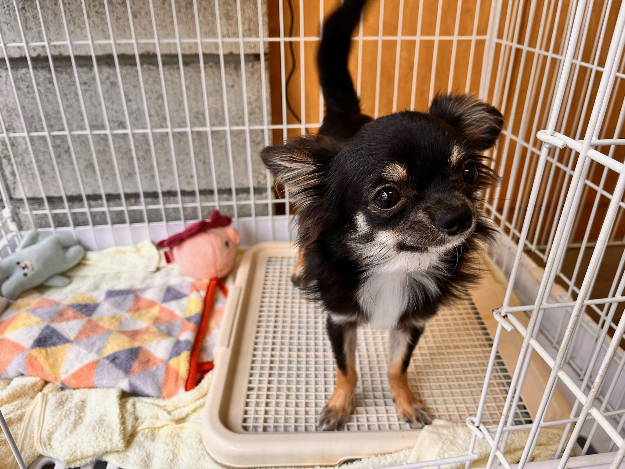 ロングコート チワワ〜里親募集〜 | 浅草のペットショップ ワンダフルわん