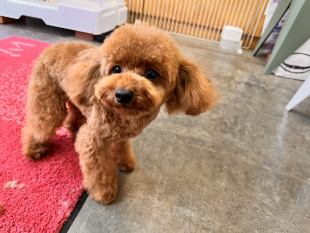 トイ・プードル（小タイニー）