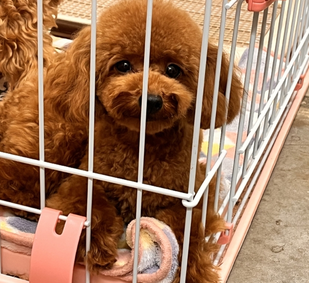 トイ・プードル（小タイニー）