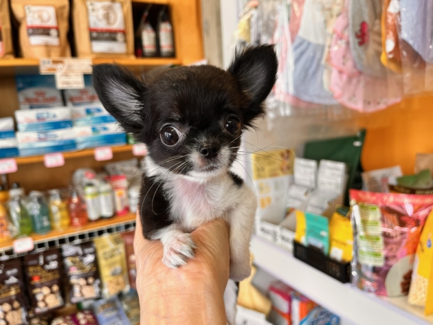 ロングコート チワワ