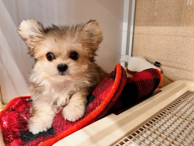 ミックス（チワマル）