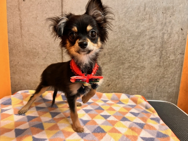 ロングコート チワワ