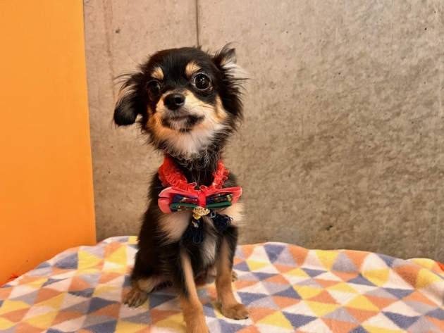 ロングコート チワワ