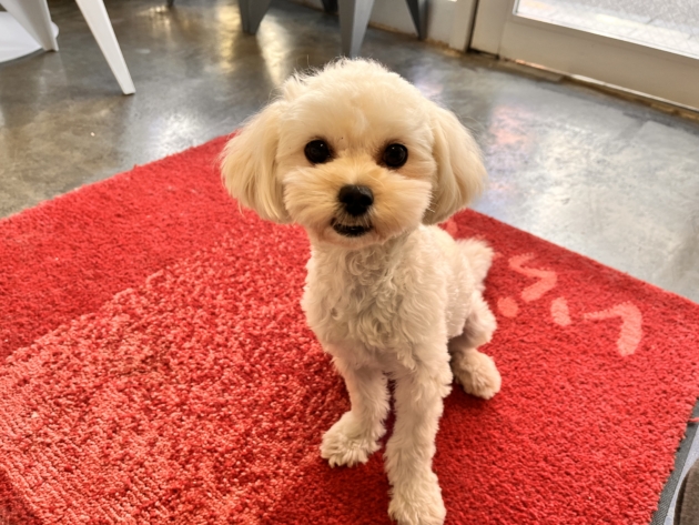 ミックス（シープー）〜里親募集