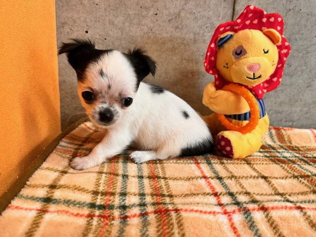 ロングコート　チワワ〜見学予約