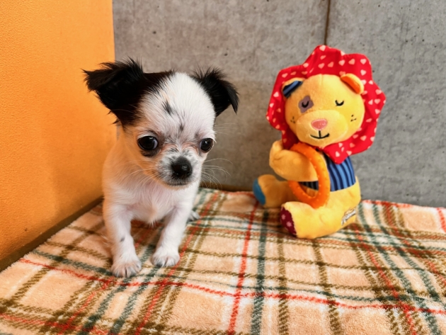 ロングコート　チワワ〜見学予約