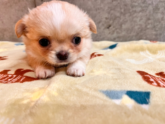 ロングコート　チワワ〜見学予約