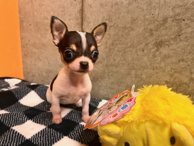 スムースコート チワワ〜期間限定発売