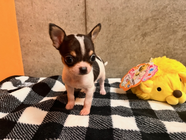 スムースコート チワワ〜期間限定発売