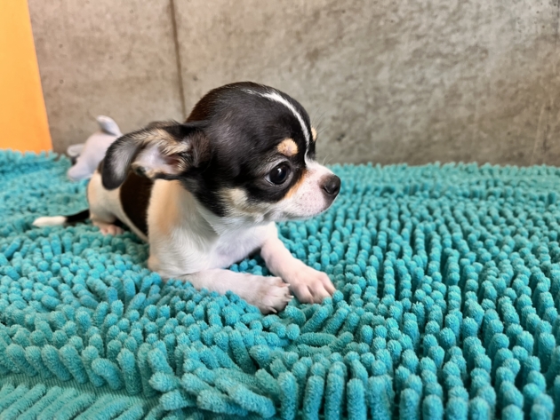 スムースコート　チワワ