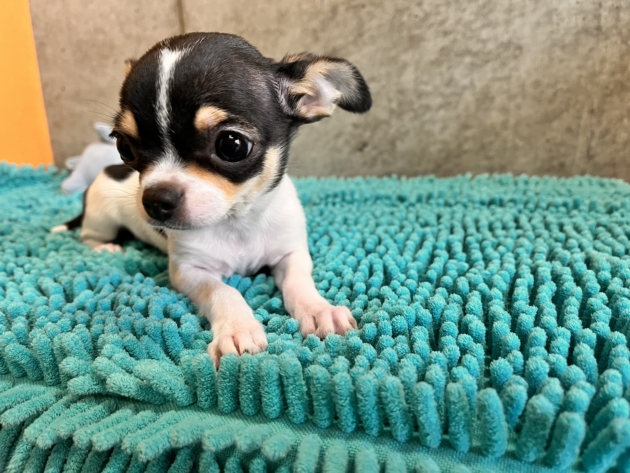 スムースコート　チワワ