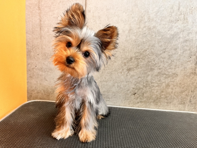 ヨークシャーテリア