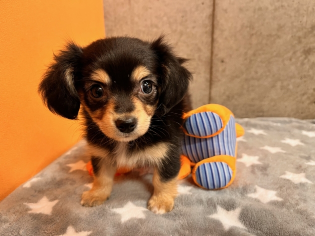 ミックス（チワックス）