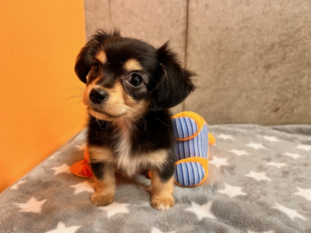 ミックス（チワックス）