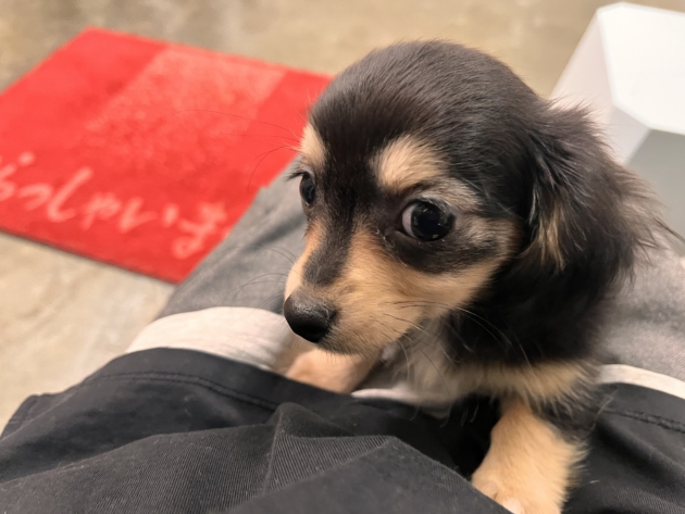 ミックス(チワックス)