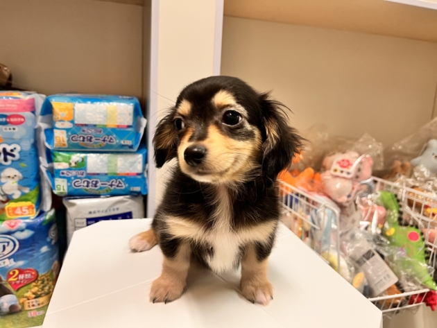 ミックス(チワックス)