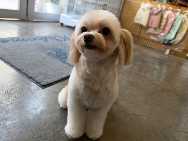 ミックス（チワプー）〜里親募集