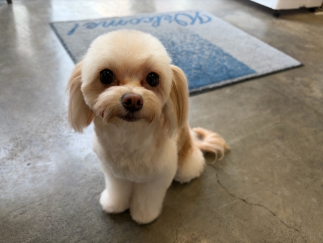 ミックス（チワプー）〜里親募集