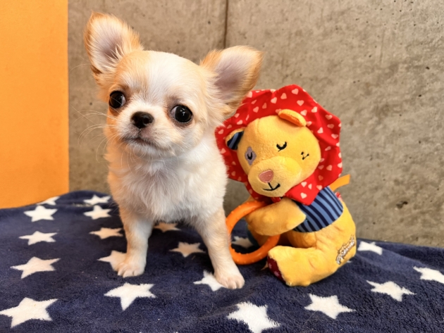 ロングコート　チワワ