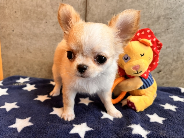 ロングコート　チワワ