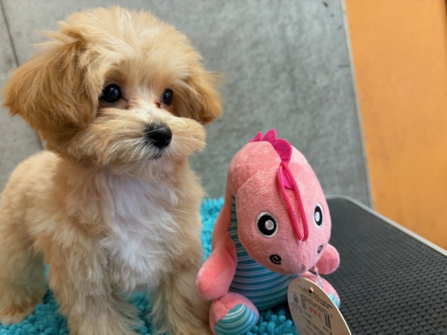 ミックス（マルプー）