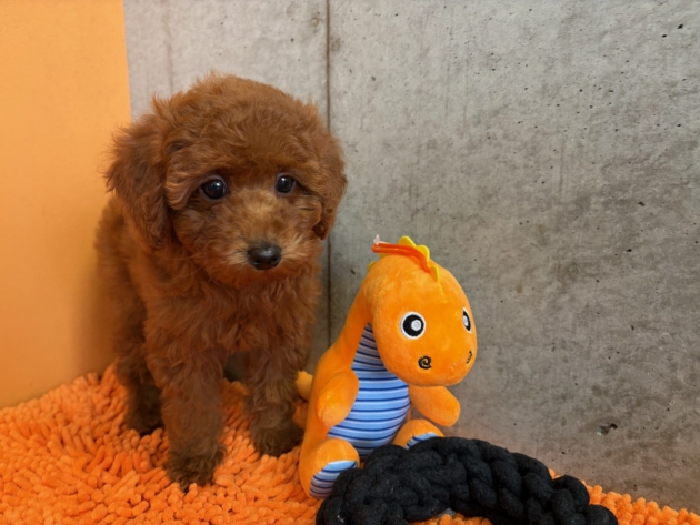 トイ・プードル