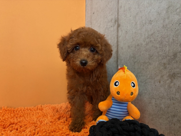 トイ・プードル